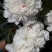 多花芍药