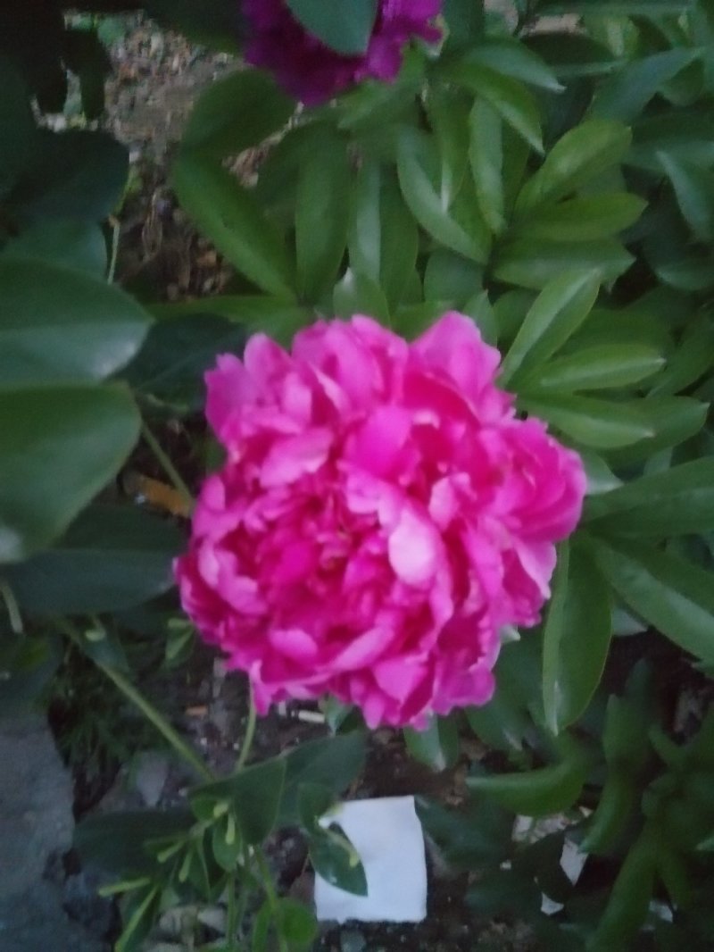 多花芍药