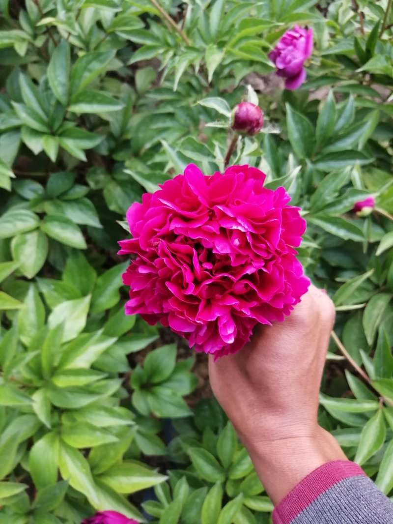 多花芍药