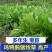 进口菊苣草子多年生四季牧草种子高产耐寒喂养鸡鸭鹅猪牛羊