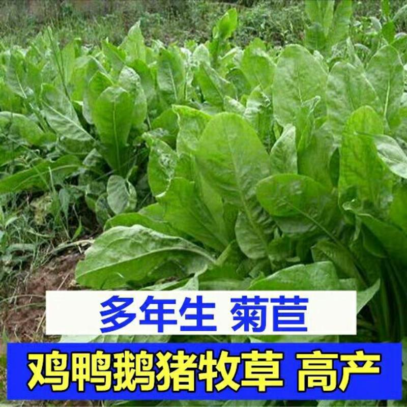 进口菊苣种子多年生四季牧草种子高产耐寒喂养鸡鸭鹅猪牛羊