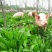 进口菊苣草子多年生四季牧草种子高产耐寒喂养鸡鸭鹅猪牛羊