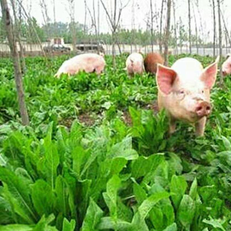 进口菊苣草子多年生四季牧草种子高产耐寒喂养鸡鸭鹅猪牛羊