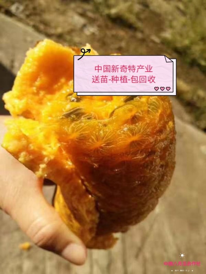 九月黄苗【少籽果大】我送苗你种植签约包回收亩产5千斤