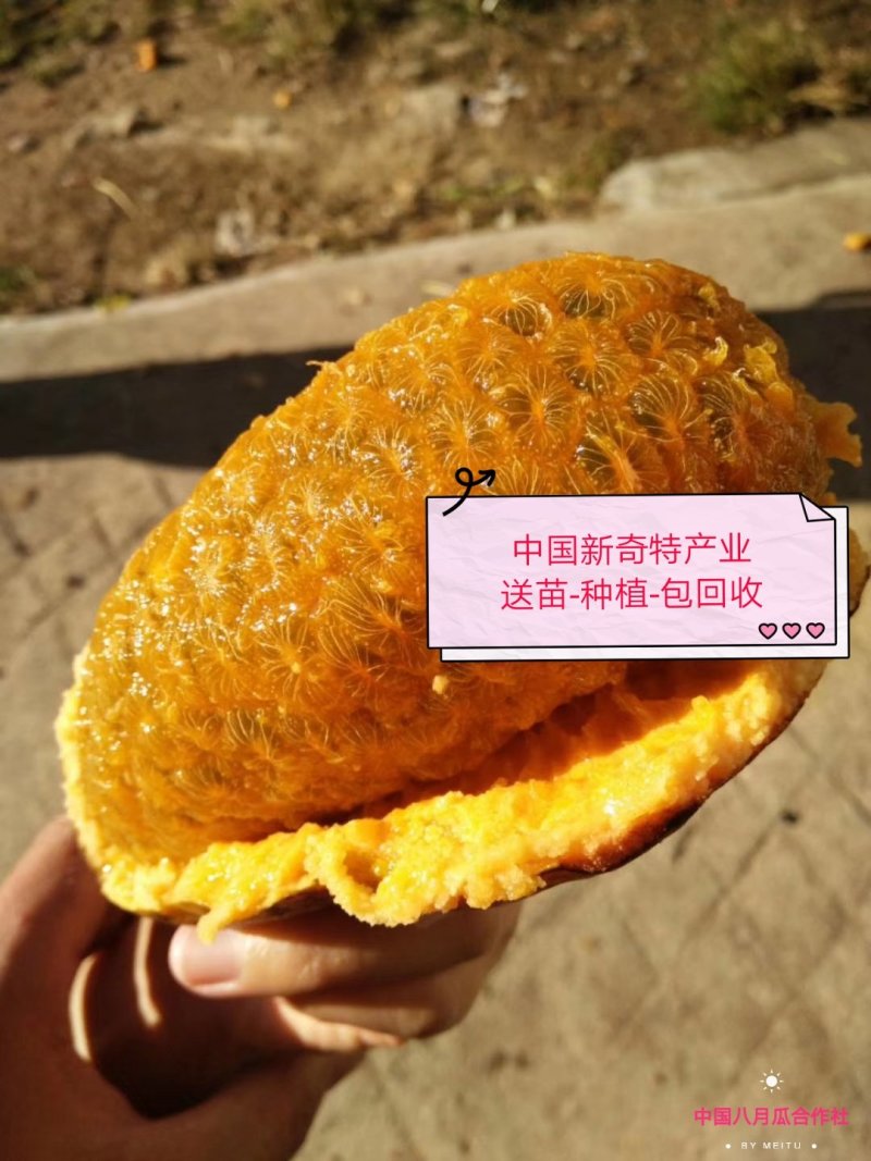 九月黄苗【少籽果大】我送苗你种植签约包回收亩产5千斤