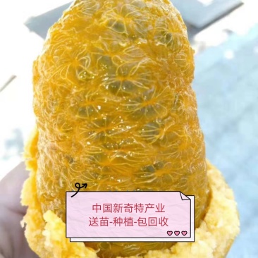 九月黄苗【少籽果大】我送苗你种植签约包回收亩产5千斤