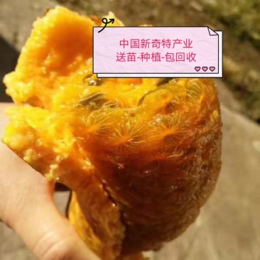 八月瓜苗【黄金霸】九月黄苗送苗-种植-包回收亩产5千斤