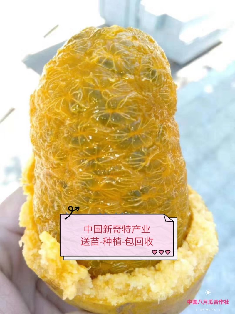 八月瓜苗【黄金霸】九月黄苗送苗-种植-包回收亩产5千斤