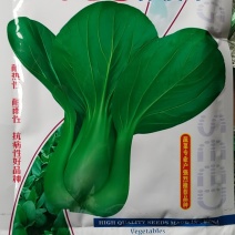 杂交抗热绿夏青梗菜种子