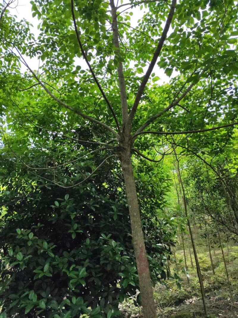 重阳木精品货大量现货供应，欢迎有需要的新，老客户来实地考
