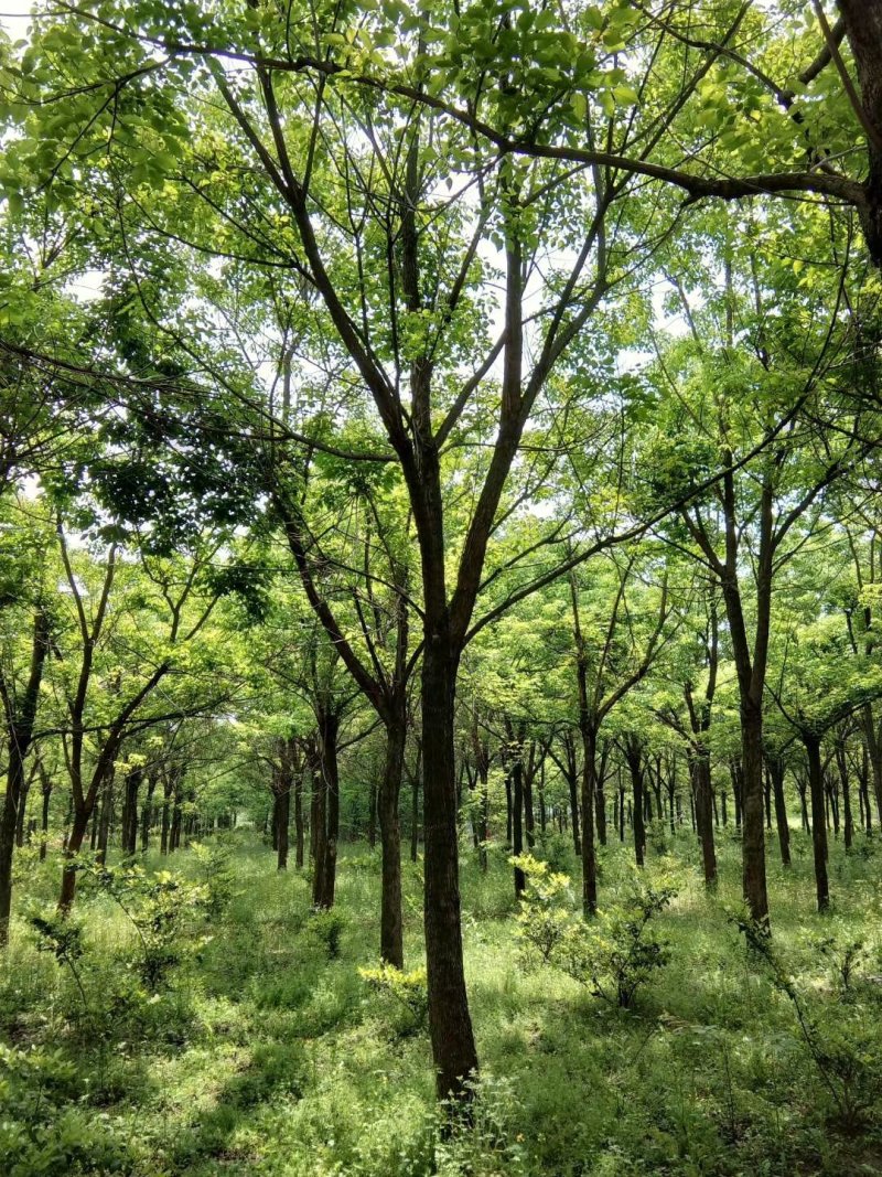 重阳木精品货大量现货供应，欢迎有需要的新，老客户来实地考
