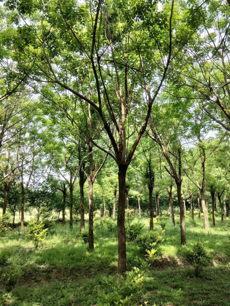 重阳木精品货大量现货供应，欢迎有需要的新，老客户来实地考