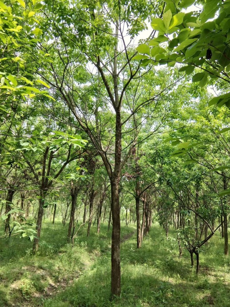 重阳木精品货大量现货供应，欢迎有需要的新，老客户来实地考