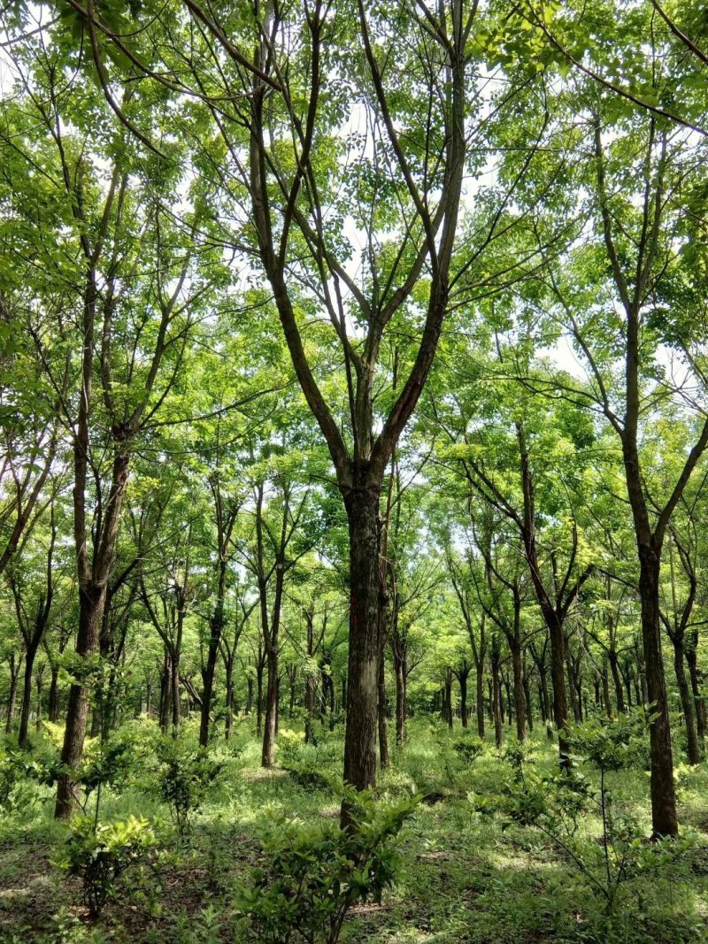 重阳木精品货大量现货供应，欢迎有需要的新，老客户来实地考