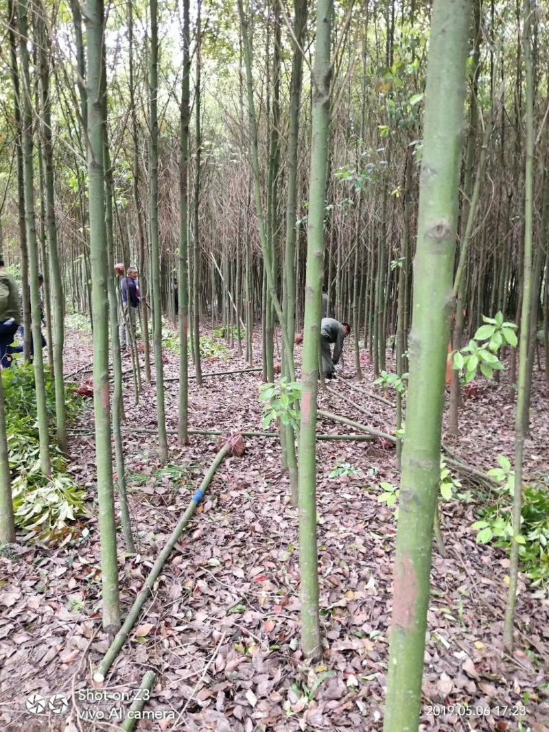 香樟精品货大量现货供应，欢迎有需要的新，老客户来实地考察