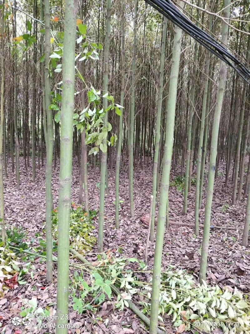 香樟精品货大量现货供应，欢迎有需要的新，老客户来实地考察