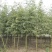 雷竹大量现货，交通方便，服务周到，上货速度质量保证！