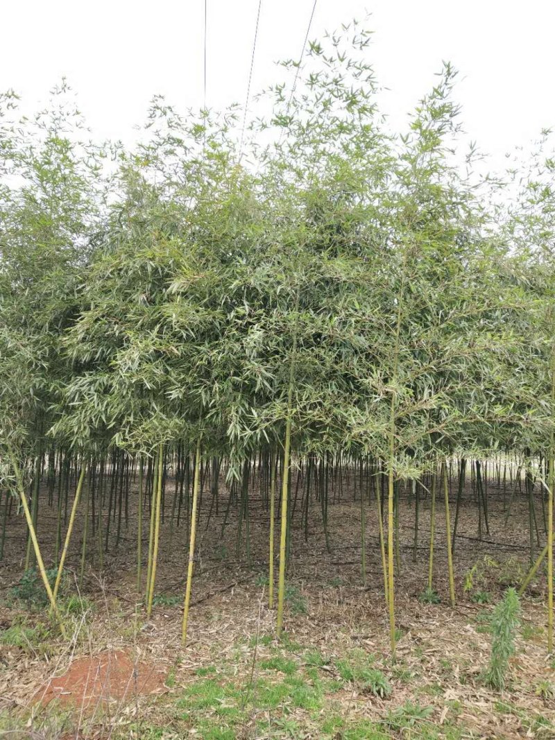 雷竹大量现货，交通方便，服务周到，上货速度质量保证！