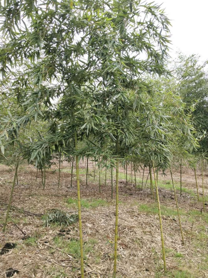 雷竹大量现货，交通方便，服务周到，上货速度质量保证！