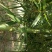 雷竹大量现货，交通方便，服务周到，上货速度质量保证！