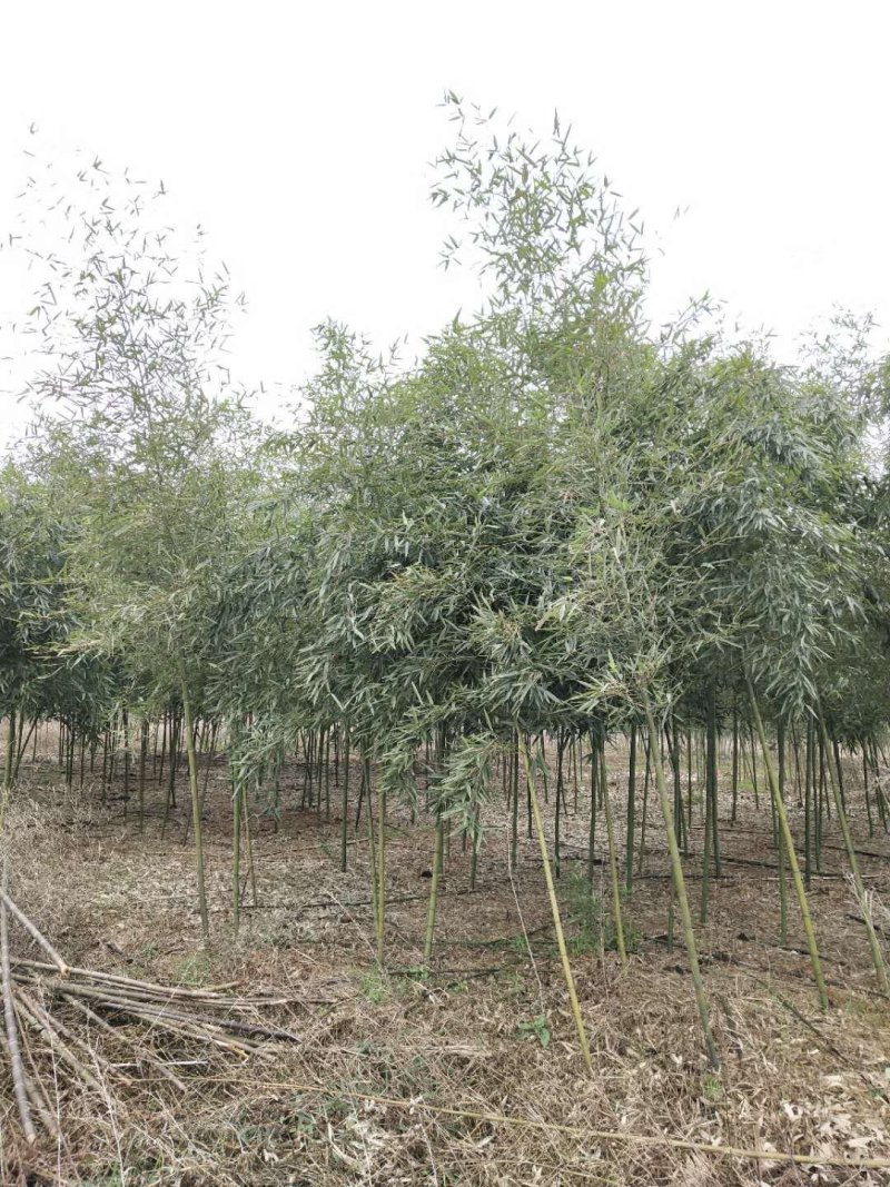 雷竹大量现货，交通方便，服务周到，上货速度质量保证！