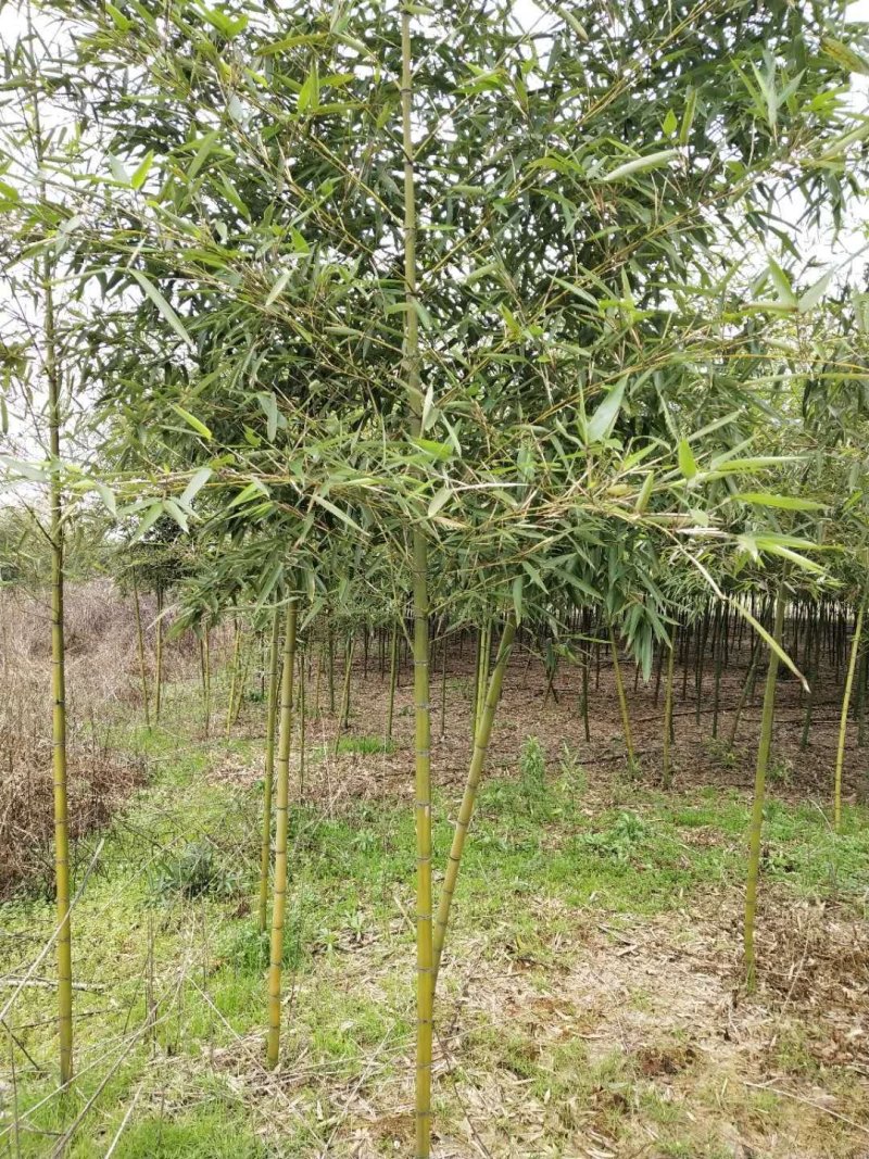 雷竹大量现货，交通方便，服务周到，上货速度质量保证！
