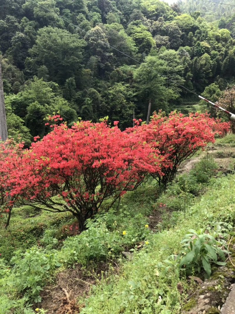 映山红精品货大量现货供应，欢迎有需要的新，老客户来实地考
