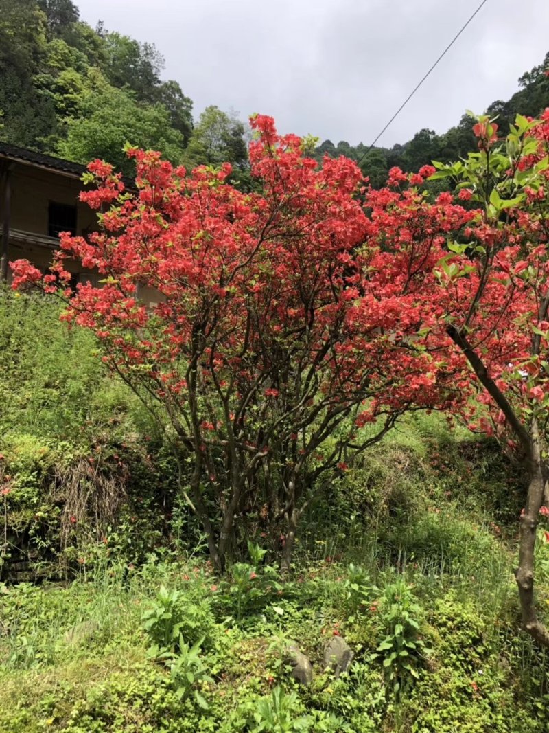 映山红精品货大量现货供应，欢迎有需要的新，老客户来实地考