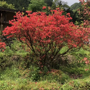 映山红精品货大量现货供应，欢迎有需要的新，老客户来实地考