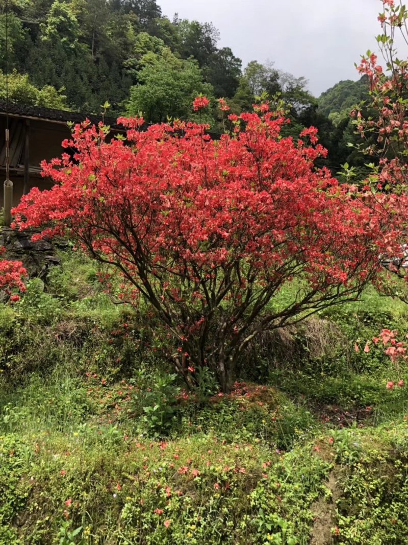 映山红精品货大量现货供应，欢迎有需要的新，老客户来实地考