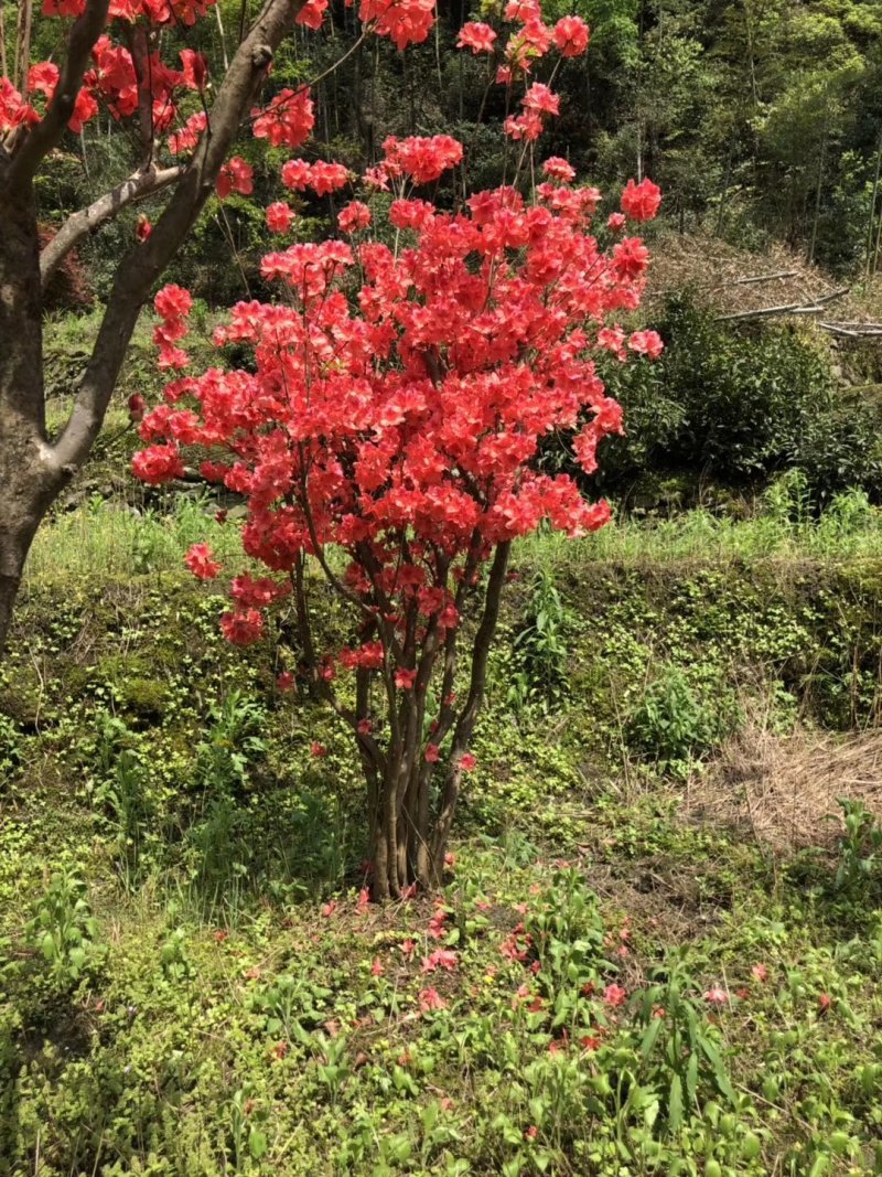 映山红精品货大量现货供应，欢迎有需要的新，老客户来实地考