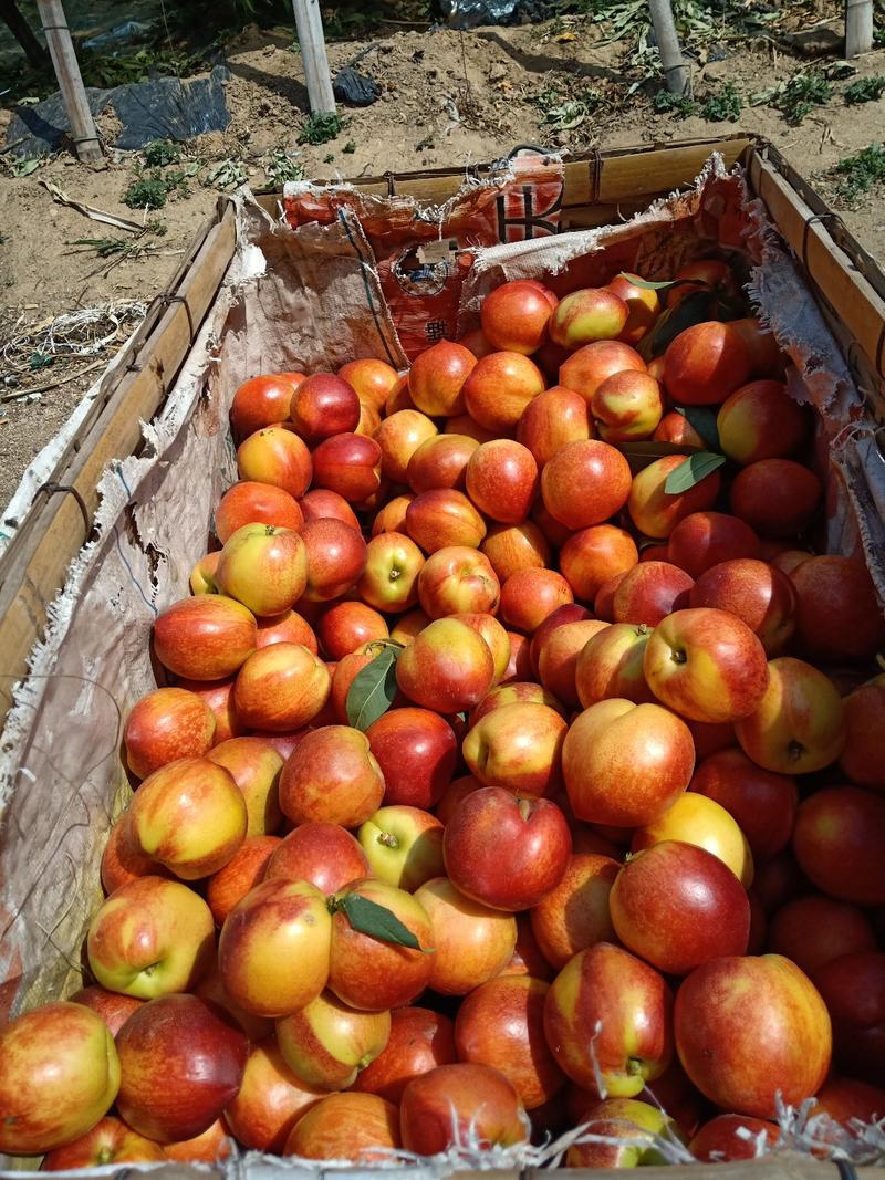 油桃山东优陆油桃，产地直销，品种多，一首货源，支持发货