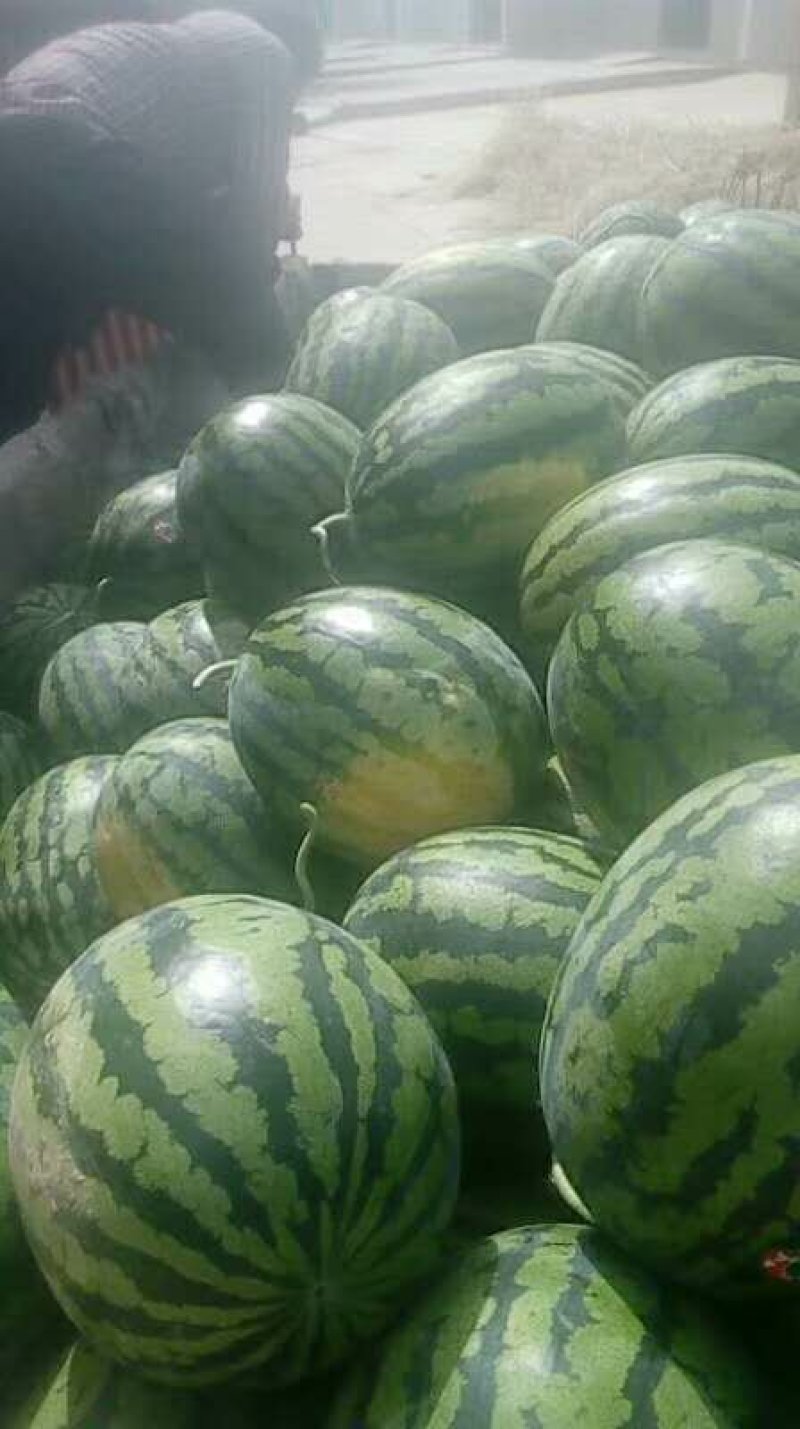 精品陕西渭南甜王西瓜，大量上市，基地直供一手货源，品质保证