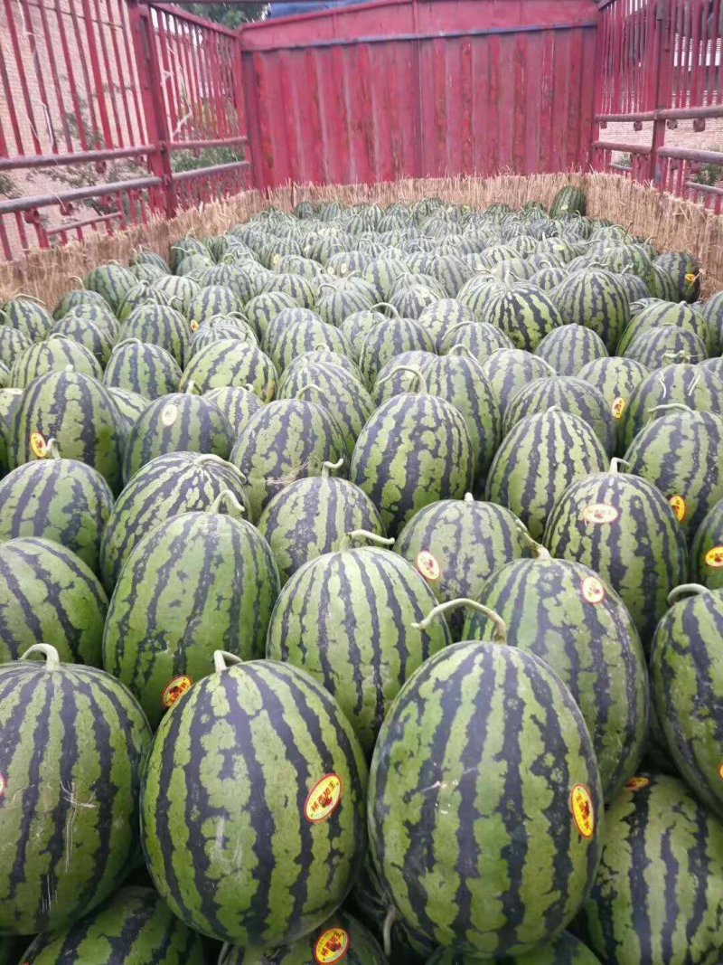 精品陕西渭南甜王西瓜，大量上市，基地直供一手货源，品质保证