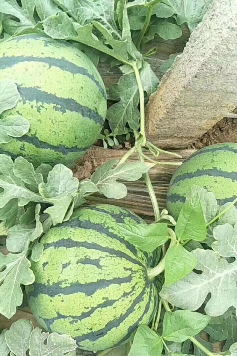 京欣西瓜8斤打底8成熟1茬