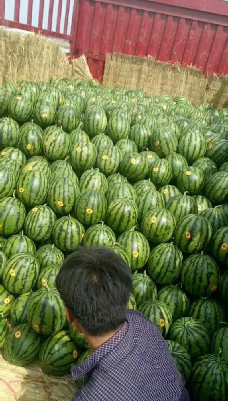 甜王西瓜大量供应，包成熟度，包质保量，代办代发全国
