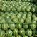 甜王西瓜大量供应，包成熟度，包质保量，代办代发全国