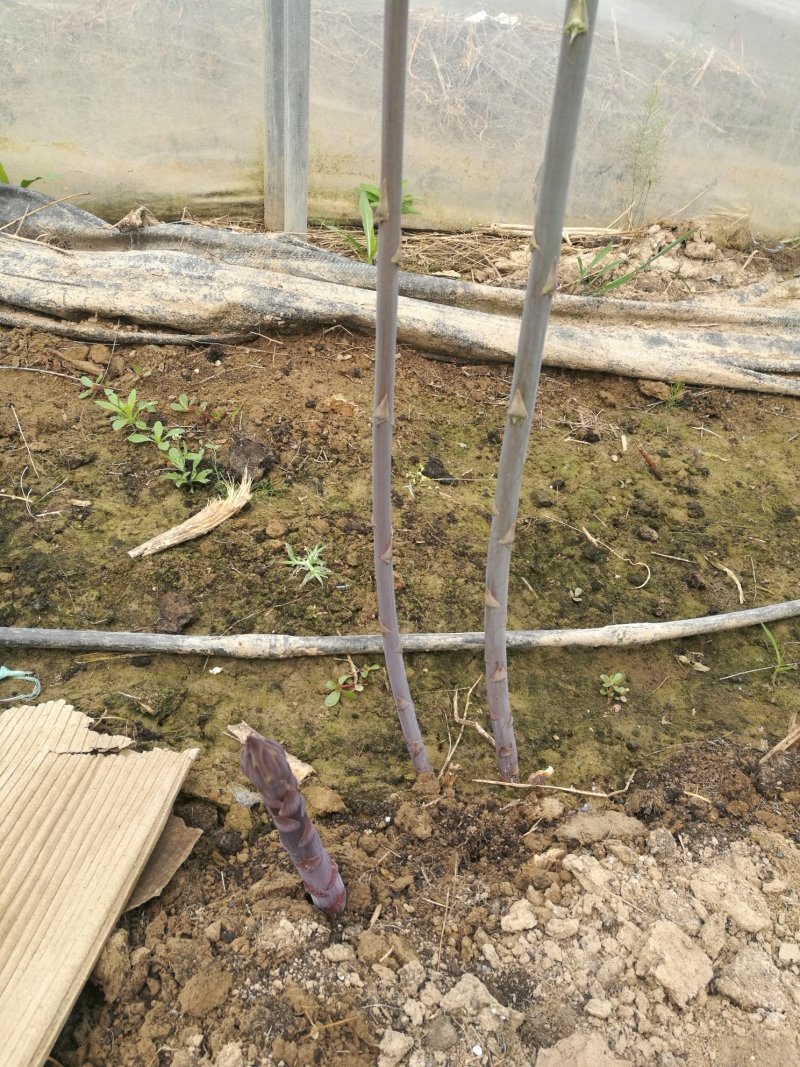 芦笋苗芦笋根芦笋种苗紫色芦笋苗育苗基地成活高