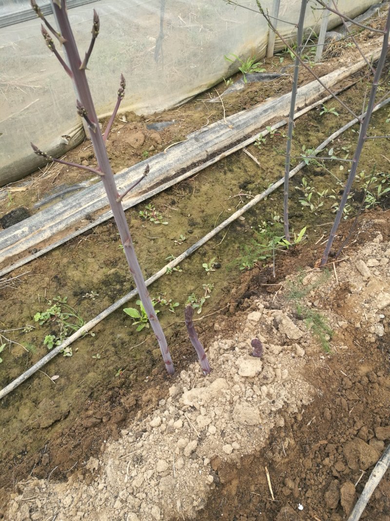 芦笋苗芦笋根芦笋种苗紫色芦笋苗育苗基地成活高
