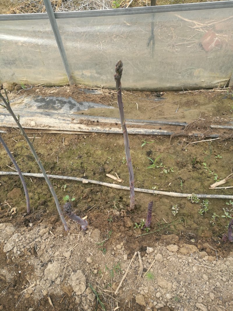 芦笋苗芦笋根芦笋种苗紫色芦笋苗育苗基地成活高