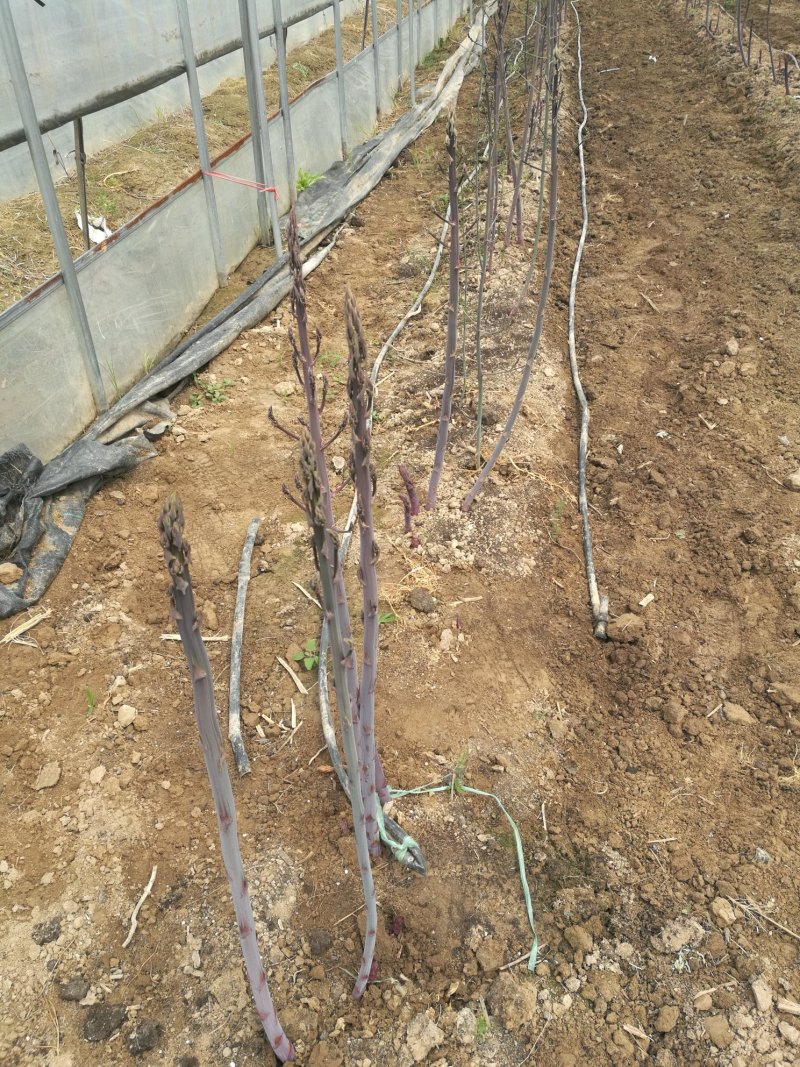 芦笋苗芦笋根芦笋种苗紫色芦笋苗育苗基地成活高