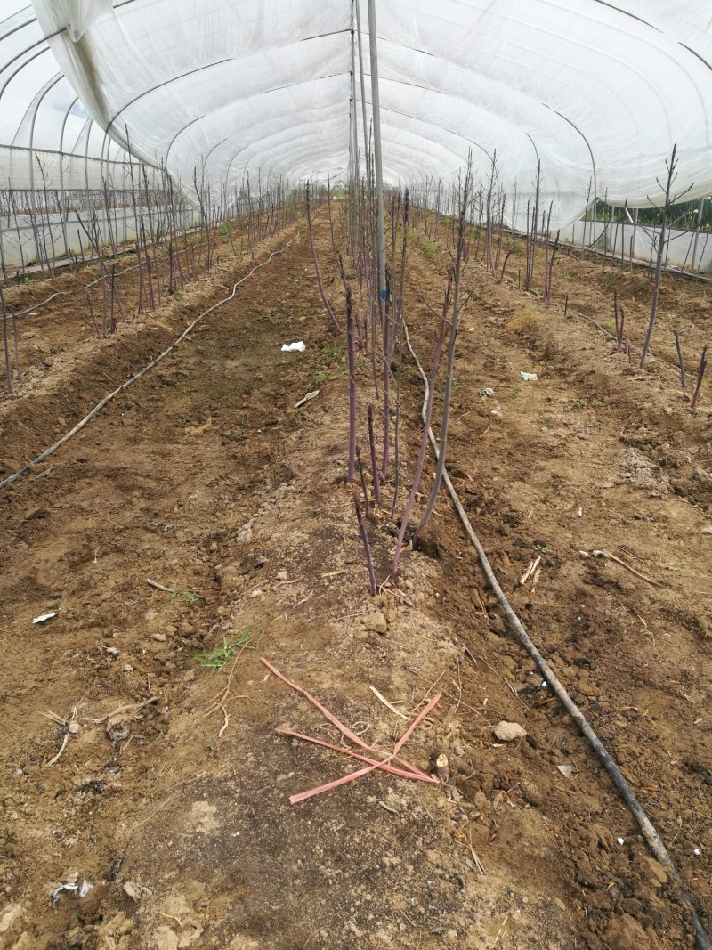 芦笋苗芦笋根芦笋种苗紫色芦笋苗育苗基地成活高