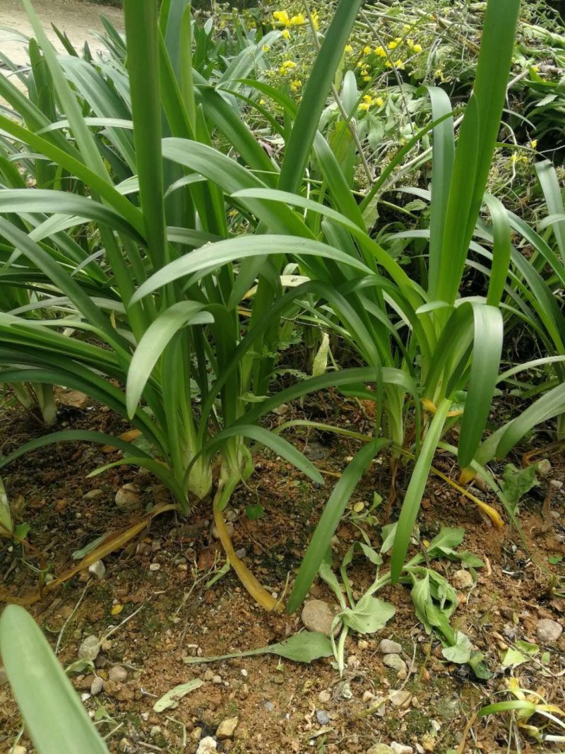 百子莲