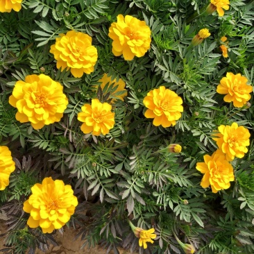 孔雀草