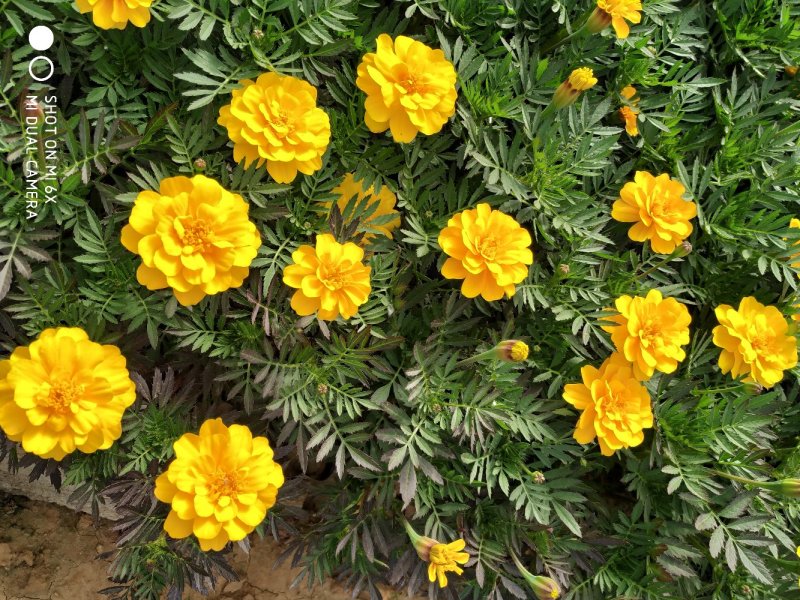 孔雀草