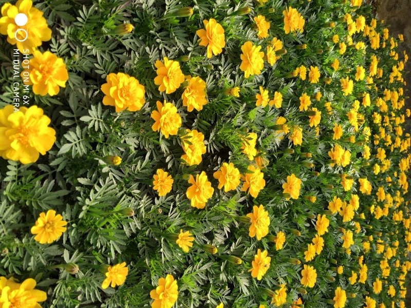 孔雀草
