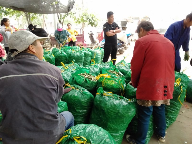 【蚕豆】湖北蚕豆大粒青皮蚕豆产地直发，随行就市