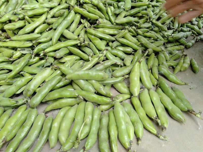 【蚕豆】湖北蚕豆大粒青皮蚕豆产地直发，随行就市