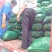 【蚕豆】湖北蚕豆大粒青皮蚕豆产地直发，随行就市