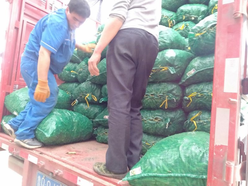 【蚕豆】湖北蚕豆大粒青皮蚕豆产地直发，随行就市